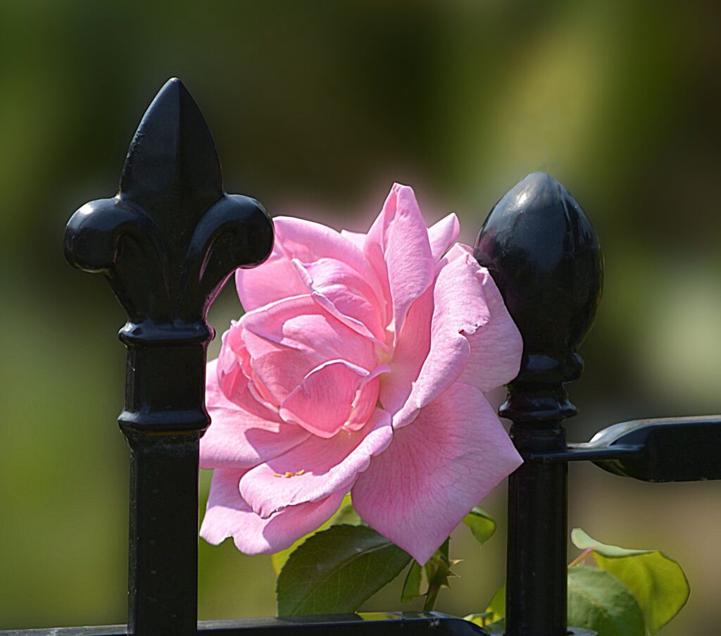 Savfer Metal Sanat Atölyesi Ferforje Bahçe Korkuluğu